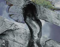 Natural Shapes