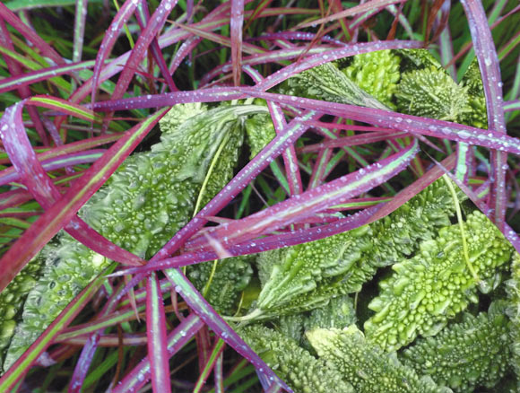 Rumpeled bitter mellon weaves around pink and green ribbon grass