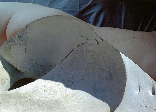 Curving lines of skull and buttocks