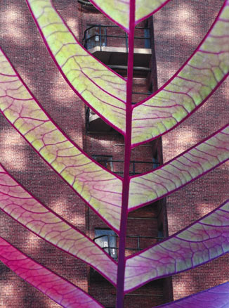 pink and green Amaranth leaf