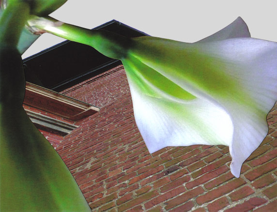 Curvy organic shape of young flower with red brick wall behind