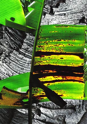 Banana leaf, Puerto Rico Banana leaf with streaks of yellow and brown, grey bark background