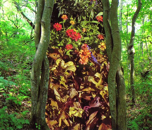 Green woods, entwined trees and autumn flowers