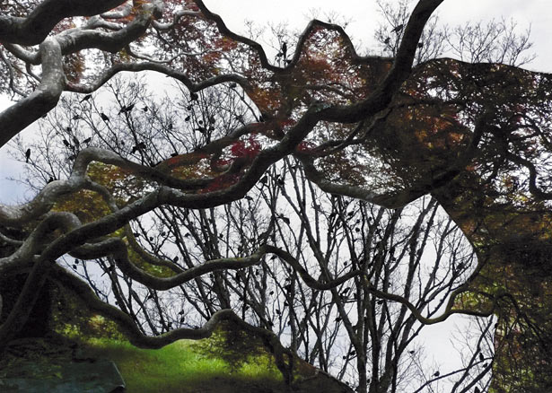 Many birds land briefly on tree branches in the background