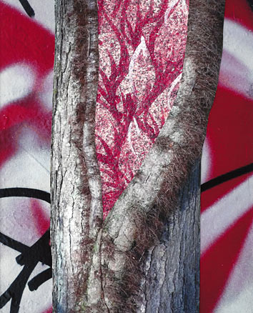 Fat vines with many small-hairy roots clime the trunk of a pine tree