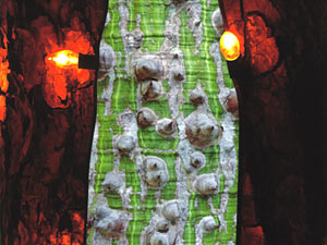 trees thumbnail