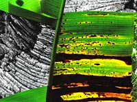 trees thumbnail