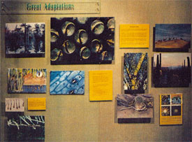 adaptations